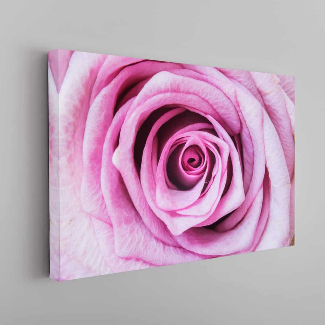 Rosa CloseUp
