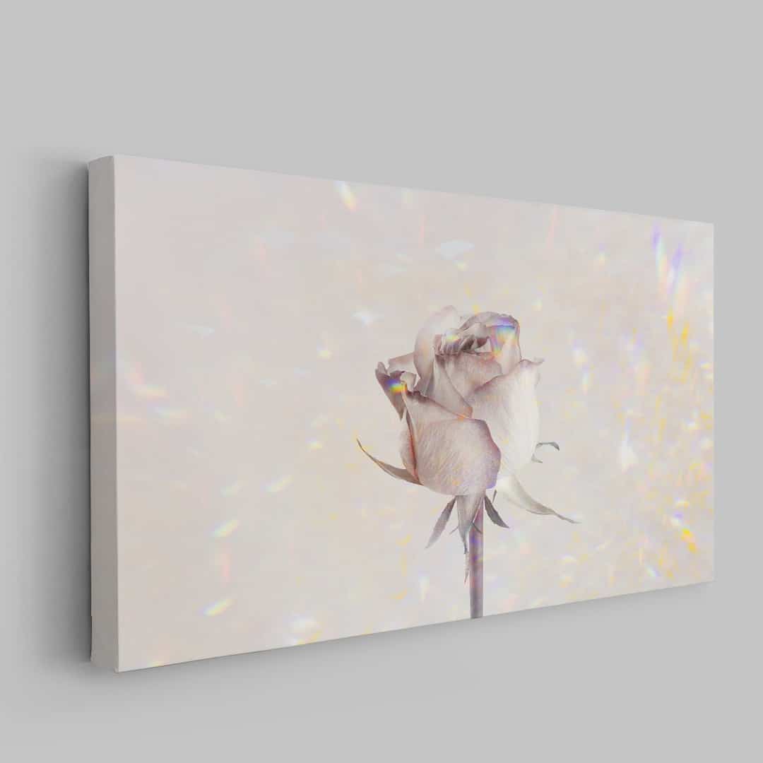 White Rose